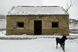 老黑是条狗——那些年，在乡下的那些日子图片