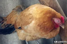 兽医：林可霉素+大观霉素，堪称“万金油”，防治养鸡场4大鸡病图片