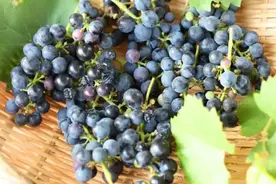 6楼阳台种葡萄，简单几步，就有吃不完的葡萄图片