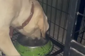 江苏一拉布拉多被弃39楼楼顶，男子给它喂食后，狼吞虎咽让人心疼图片