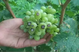 上百起药害发生原因总结，原来药害都是这样打出来的！图片