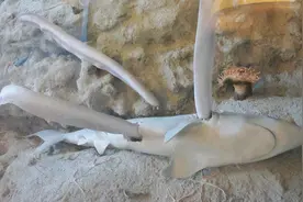 最恐怖的生物之一—盲鳗，能钻腹食肉，也能“固化”海水憋死天敌图片