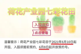 最新好消息！桥头荷花产业园七彩花田重新开园了图片