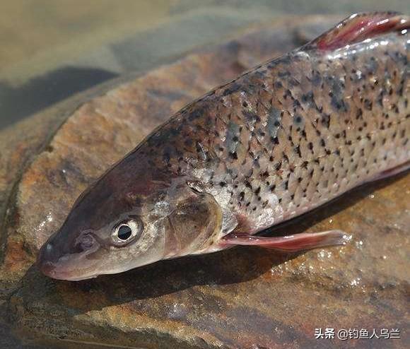 花骨鱼是它的俗名,想钓它并不容易,重点在调漂