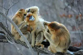 川金丝猴的交配与繁衍，奇怪的知识又增加了图片