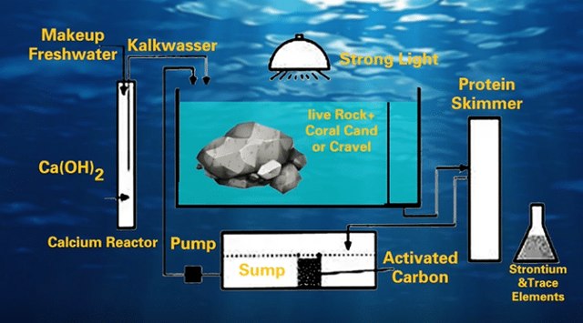 活石！海水鱼缸的核心之一