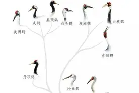 林草科普|全球15种鹤都在这儿，你认识几种？图片
