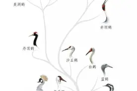 林草科普|全球15种鹤都在这儿，你认识几种？图片