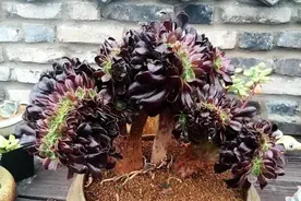 此3个细节做到位，小苗法师成老桩，越养越旺图片