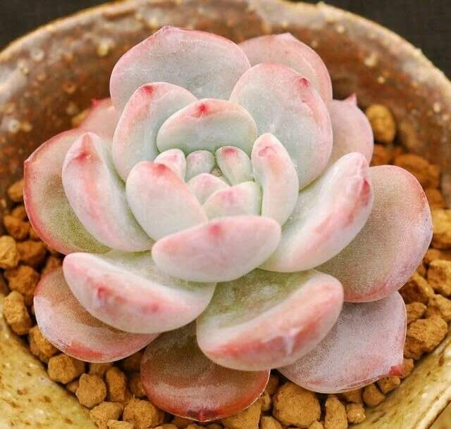浪漫少女心!100种粉色多肉植物图鉴,激活你的桃花运!