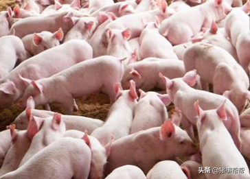 春季敏感期，猪场必须搞好常见猪病防治，千万不要一失足成千古恨