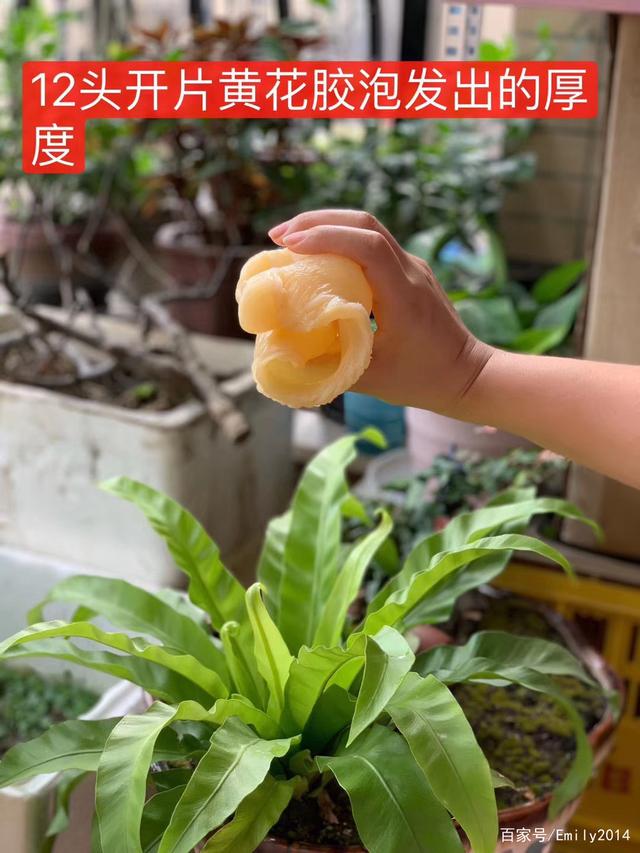 花胶炖好放冰箱变果冻 花胶变成果冻还可以再炖吗
