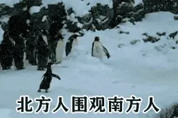 “下雪天，南方人比雪更好玩”哈哈哈哈哈太真实了图片