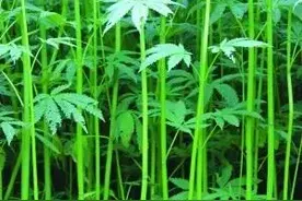 把酒话桑麻，你认识麻吗？你知道它的作用吗图片