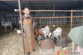邯郸磁县：七旬老农郝贵金特色养殖发“羊”财图片