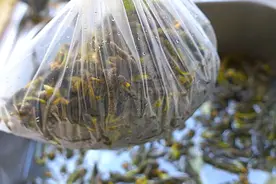楮树花教你这样储存，一年四季都能吃到还又新鲜，随吃随取特方便图片