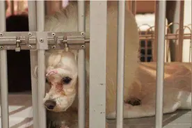 千万不要随便把贵宾犬送人，会有6个严重后果，它们真的很伤心图片