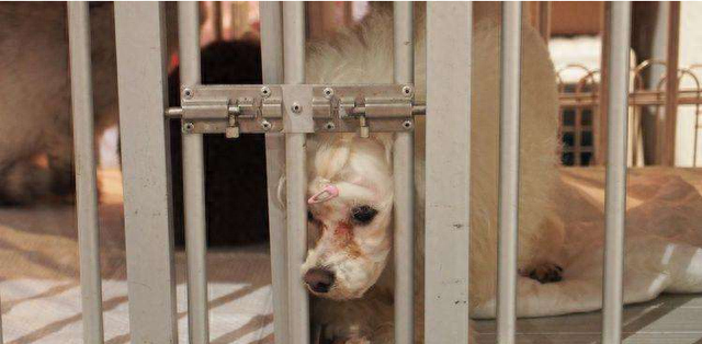 贵宾犬，贵宾犬图片 配图01