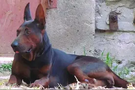 女人和那条吃她的奶长大的狗图片