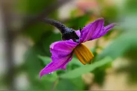 花开诗话：茄子花图片