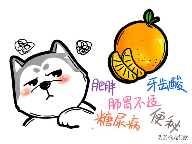 狗能吃柑橘吗？能吃，但喂食方法很重要！一份狗吃柑橘的超详清单