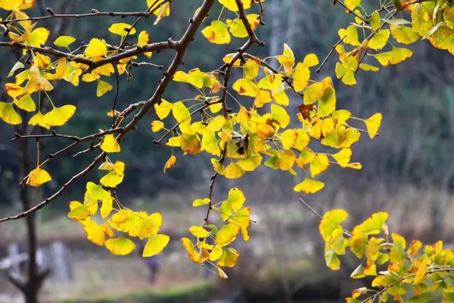 秋风吻尽银杏叶，艳遇醉美帽子峰