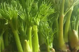 本溪县山野菜走俏春节市场图片