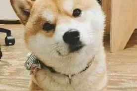 看了狗狗们的朋友圈我才知道，它们的小心思原来也不少呀！图片