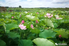 哇~宾阳超美百亩花海就在这里，高清屏保请收下！图片