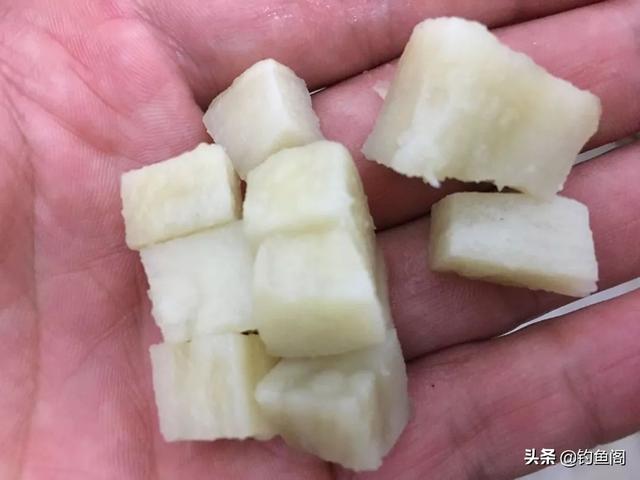 野生鲤鱼特别“精”，一定要投其所好才能尽快将其诱进窝