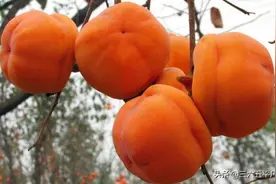 老农说“一个柿子十副药”啥意思？柿子能多吃吗？图片