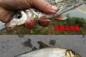 春钓花骨鱼、重唇鱼攻略，漂亮味美拉力强，黑漂刺鱼把竿扬图片