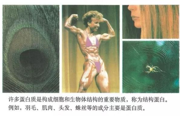 碳基生物是怎么回事？「高中生物讲解」1.2.4-1.2.5