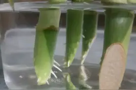 富贵竹好难养，烂根黄叶的富贵竹还能发根吗？富贵竹养护3难点图片