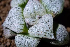 要玩就玩点贵货，多肉大神家的极品植物图片