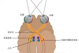 人的双眼也分“左右撇子”吗？图片