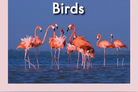英语绘本57 Birds 原来这些动物都是鸟类，涨知识了图片
