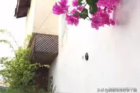 自驾土耳其4：阿尔洽特、爱琴海、以弗所，鲜花大海与古建的组合图片