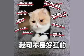 学会这两点，培养习惯好性格好的小猫咪！图片