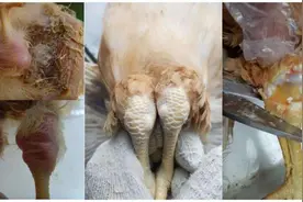 养鸡的来看，带你学会雏鸡传染性滑液囊炎的诊断与防控图片