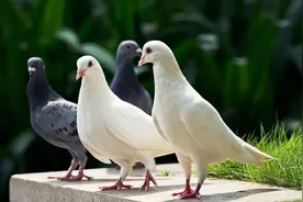 动物界「007」丨盘点外军动物间谍奇招，五花八门让你想不到！图片