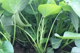 红薯苗栽种提高成活率，三次定活水浇好 种的红薯苗健壮长得快图片