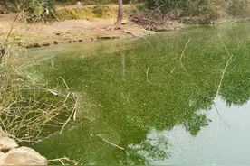 水太肥鱼难钓？干货解读：遇到肥水最实用的几个办法图片