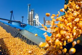 俄罗斯叫停对华的大豆出口，粮食危机要来？专家：中国粮食充足图片