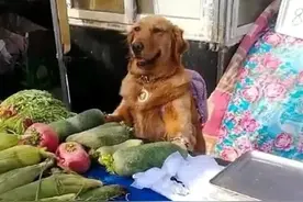 主人肚痛去上厕所，让金毛帮忙看守菜摊，回来见此景笑到捧腹图片