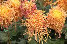 活成自己想要的样子图片