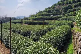 日薪300元包食宿、大巴统一接送！龙井茶农：今年招采茶工太难了图片