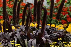 基金项目：观赏草种植栽培养护管理技术图片