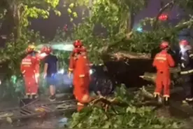 大树被风刮倒砸中轿车，消防锯树救人图片