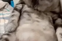 网友晒自家猫“孕照”，却被全网嘲笑了哈哈哈图片